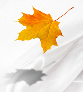 秋天的纹理。 五颜六色的枫叶。 这种现象在英国英语中通常被称为秋色或秋叶，秋天的颜色在美国英语中被称为秋天的叶子或简单的叶子。