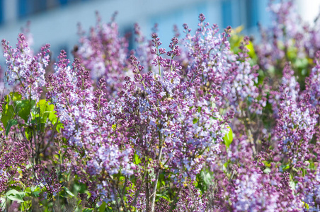 春天的风景丁香。 盛开的丁香花的春天枝条。 紫色丁香花作为背景。 春天盛开的丁香。