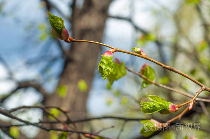 背景图像的纹理春天的树的第一片叶子