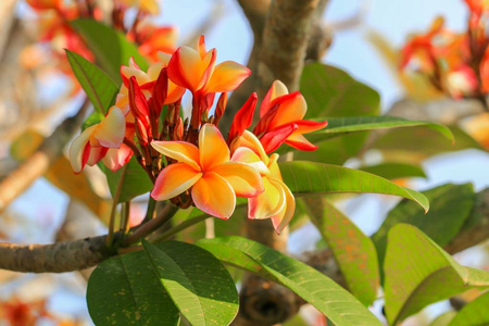 梅花，黄色或沙漠玫瑰，树上美丽俗称apocynaceae frangipani塔庙