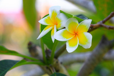 梅花白色，花粉黄色，树上美丽俗称波辛科，佛兰吉帕尼塔树，寺庙树