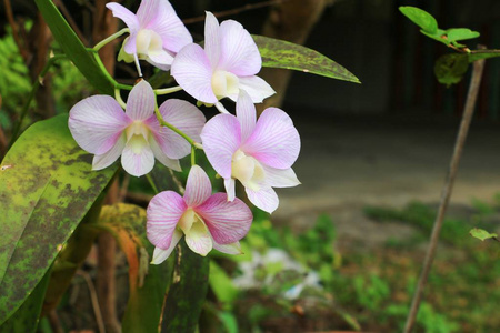 紫兰花在花园里很漂亮