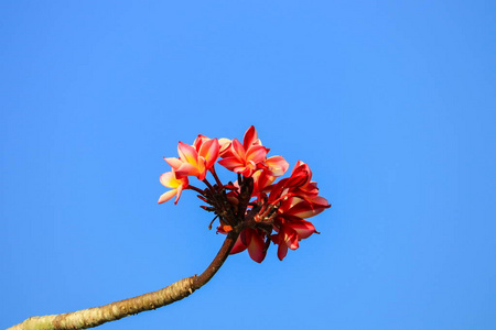 梅花粉红色或沙漠玫瑰美丽的树和天空背景俗称Apocynaceae Frangipani塔庙