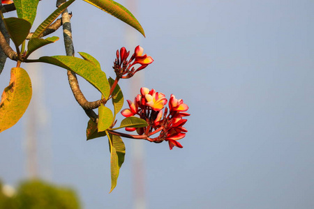 梅花，粉红色或沙漠玫瑰，树上美丽俗称无花科，佛兰吉帕尼塔庙