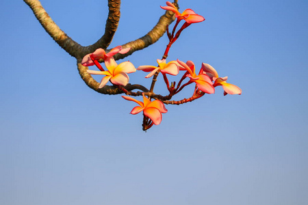 梅花粉红色或沙漠玫瑰美丽的树和天空背景俗称Apocynaceae Frangipani塔庙