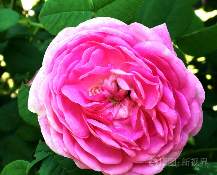 由青草上的雌蕊雄蕊组成的花玫瑰图案. 玫瑰花中的植物花束.