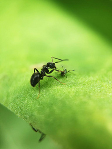 绿叶夏花上的黑蚂蚁