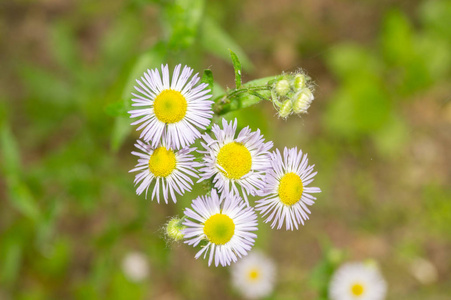 夏天花园里的花