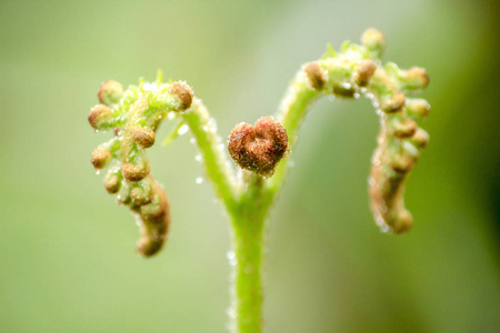 自然界蕨类植物的软芽。