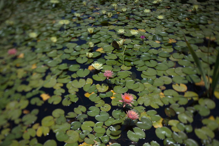 多种颜色的睡莲，夏天在池塘里热带游泳