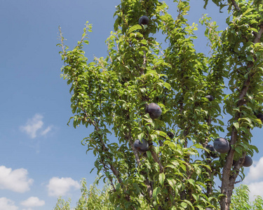 梅花树枝带成熟的深蓝色李子再云蓝天。 在美国德克萨斯州瓦哈奇的果园里，用绿叶关闭新鲜的有机水果。 园艺和农业背景