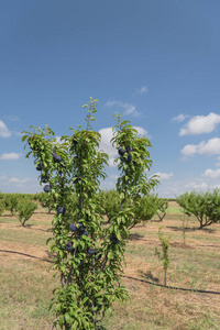 德克萨斯李子果园，树枝上有成熟的深蓝色李子，又是云蓝色的天空。 美国德克萨斯州瓦哈奇当地农场的新鲜有机水果和绿叶。 园艺和农业背