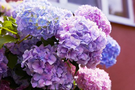 大叶绣球花美丽的花丛照片