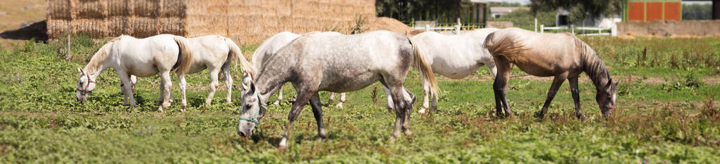 农场里美丽的马在牧场上觅食
