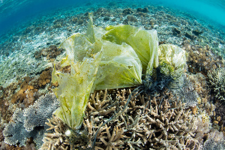 废弃的塑料粘在印度尼西亚一个浅礁上的珊瑚上。 塑料进入海洋生态系统，最终导致鱼类和无脊椎动物死亡。