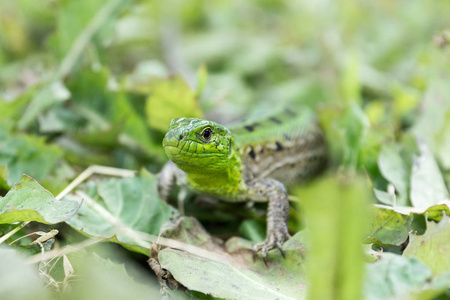 绿蜥蜴坐在花园的草地上