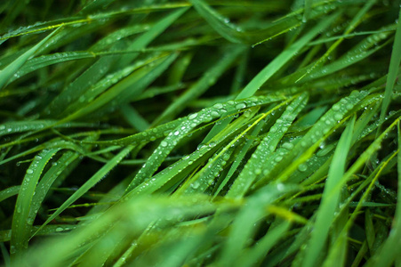 鲜绿的草和露珠接近。 雨后水滴落在新鲜的草地上。 绿草上淡淡的晨露。