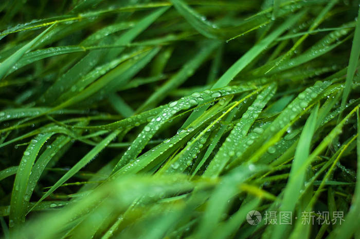 鲜绿的草和露珠接近. 雨后水滴落在新鲜的草地上. 绿草上淡淡的晨露.
