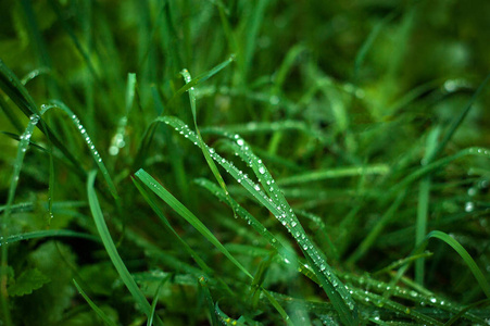 鲜绿的草和露珠接近。 雨后水滴落在新鲜的草地上。 绿草上淡淡的晨露。