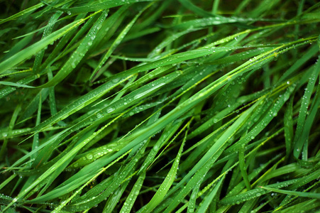 鲜绿的草和露珠接近。 雨后水滴落在新鲜的草地上。 绿草上淡淡的晨露。