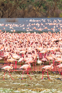 巴林戈湖岸边一大群粉红色的羊群。 肯尼亚非洲