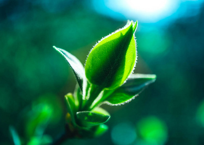 春天粉红色的花朵开花宏。 樱桃树芽春天的背景。