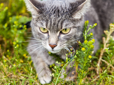 塔比那只美丽的毛茸茸的猫坐在草地上，环顾四周