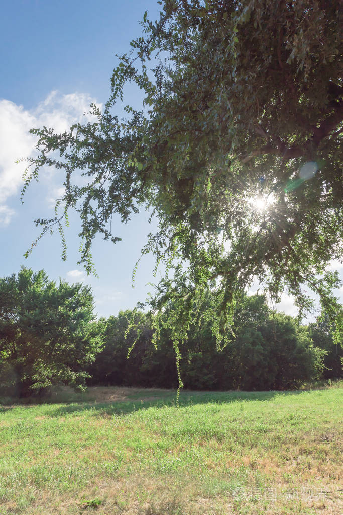 修剪整齐的草地,高大的树木,在初春的早晨被阳光照亮.