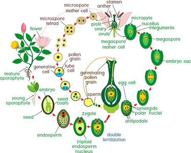被子植物的生命周期。 双施肥和标题开花植物生命周期图