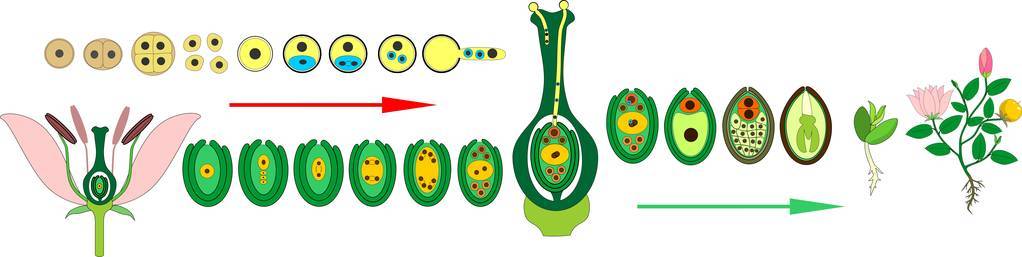 被子植物生命周期。 双施肥开花植物生命周期图
