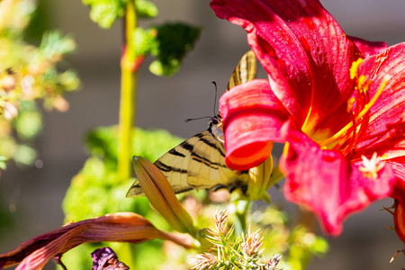  Butterfly is also known as the Common Yellow Swallowtail.