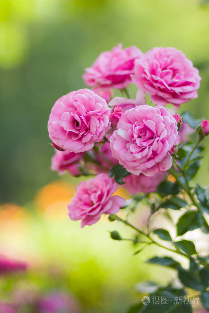 花园的粉红色玫瑰花在模糊的背景上美丽的粉红色玫瑰花在绿色的背景上