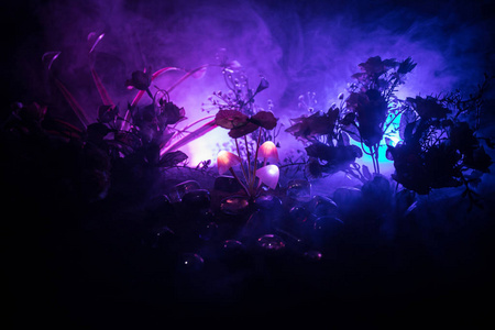 美丽的宏观拍摄魔术蘑菇或三个灵魂迷失在化身森林.