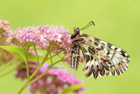 来自欧洲草地和草原的美丽彩色稀有蝴蝶。