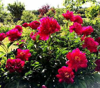 花牡丹纹由雌蕊组成,雄蕊在绿草上.牡丹花中的植物花束.照片