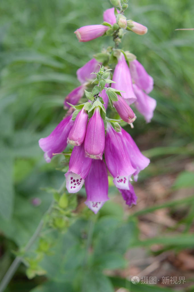 紫色毛地黄(洋地黄)是一种属于婴儿科的物种. 一般是两年生植物.