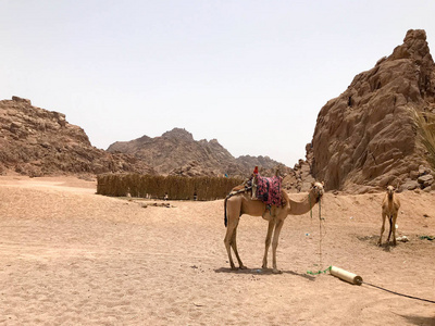 在烈日下，埃及沙漠中的一座石质沙质的黄山背景下，美丽的强壮的强壮的健壮的骆驼躺在停车场里，躺在炎热的黄沙上。