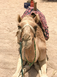 一只英俊的米色，强壮的，雄伟的骆驼，一只受过训练的外来动物，枪口上有一根织物，轻笼头，坐在滚烫的黄沙上，手制着一件鲜红的针织斗篷