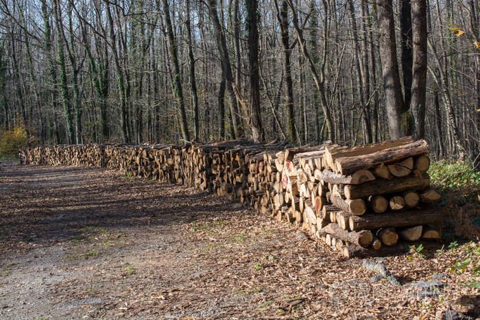 一堆树干堆积在森林里的原木