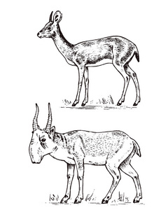 非洲野生羚羊, 鹿或母鹿。Saiga 和荻荻。狩猎动物。复古哺乳动物, 刻手工画旧单色素描标签