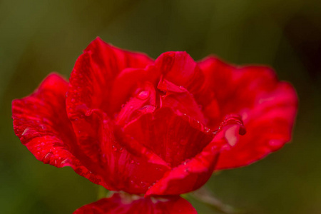 花园红色玫瑰花，绿色草地背景上有水滴。 鲜花。 新鲜潮湿的红色花园在绿色背景上升起。 神奇美丽的红玫瑰。 对玫瑰的选择性关注