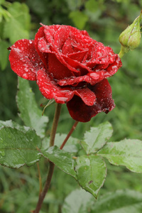红色明亮的玫瑰在雨滴中。