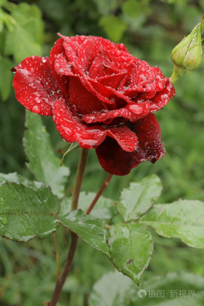 红色明亮的玫瑰在雨滴中