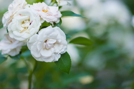 盛开的白玫瑰花在模糊的背景上，美丽的白玫瑰花在绿色背景上，空白为卡片，节日花束，春天图案为设计师艺术。