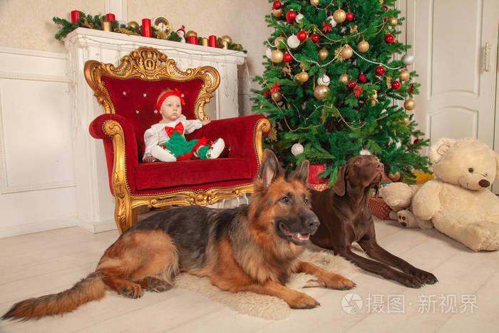 一个小婴儿女孩坐在圣诞树和白色壁炉旁边的一张大金色椅子上。她附近的地板上有两只警犬，一只牧羊犬和一只杜宾犬