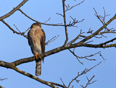 s hawk Accipiter cooperii perched in a tree.  Shot in Kitchene