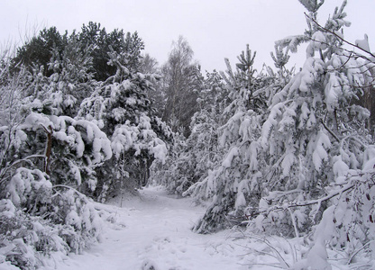 白雪覆盖。冬季景观有树木，积雪.