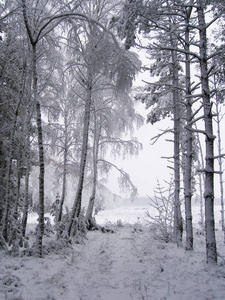 白雪覆盖。 冬天的风景，树木白雪