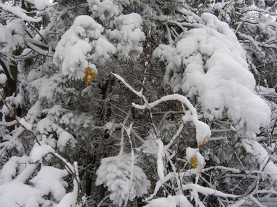 白雪覆盖。 冬天的风景，树木白雪