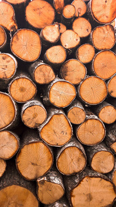 林业工业树木采伐和木材采伐图片